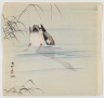 Diving Mallard