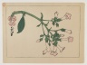Flowering Plant