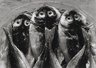 Three Fish, Yugawara, Japan 1974