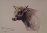 Brooklyn Museum: Head of a Bull
