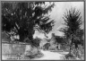 The Yew Tree