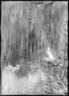 The White Heron