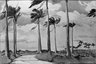Royal Palms, Barbados