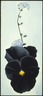 Black Pansy & Forget-Me-Nots (Pansy)