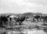 Brooklyn Museum: Milking Time in Holland