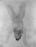 Reclining Nude, Forshortened