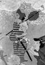 Brooklyn Museum: Cherry Blossom Viewing Picnic