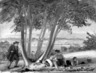 Study for Caught Napping (Boys Caught Napping in a Field)