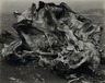 Drift Stump, North Coast