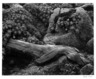 Cypress and Stone Crop