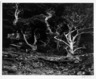 Cypress, Point Lobos