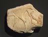 Fragment of a Relief Showing the Birth of a Calf