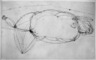 Reclining Nude