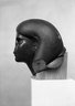 Brooklyn Museum: Head from a Female Sphinx