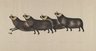 Four Musk Oxen