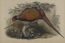 Phasianus Colchicus: Common Pheasant