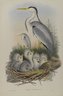 Ardea Cinerea - Heron