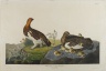 Willow Grous or Large Ptarmigan