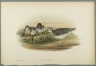 Totanus Glareola - Wood Sandpiper