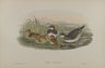 Lobipes Hyperboreus - Red-Necked Phalarope