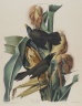 Purple Grackle