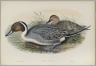 Dafila Avuta: Ducks