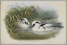 Mergus Albellus: Smew or Nun