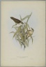 Locustella Certhiola: Creeping Locustelle