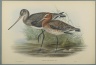 Lurinosa Melanura