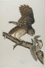 Barred Owl