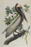 Brown Pelican