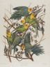 Carolina Parrot