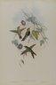 Sporadinus Elegans: St. Domingo Humming Bird