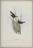Salicaria Arundinacea: Reed Warbler