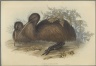 Apteryx Australis