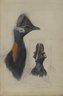 Casuarius Westerman