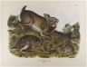 Grey Rabbit