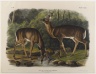 Common or Virginian Deer