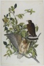 Broad Winged Hawk