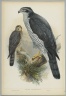 Astur Palumbarius - Goshawk