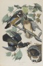 Summer or Wood Duck