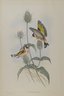 Carduelis Elegans - Goldfinch