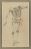 Skeleton Study