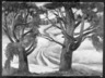 Two Trees