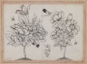 Rosebushes, Bees, and a Dragonfly
