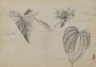Plant Study