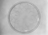 Plate, "St. Tropez,"  Part of Nine-Piece Setting