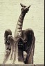 Winged Dragon Chimera