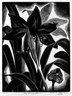 My Amaryllis