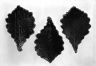 Set of Three Leaf - Shaped Side Dishes